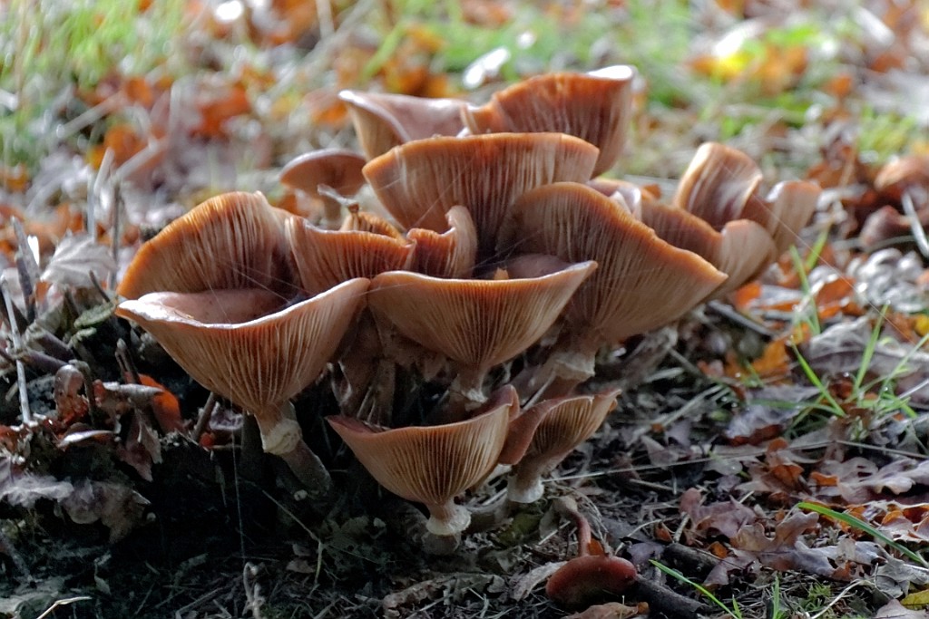 Vennenbos (22).jpg